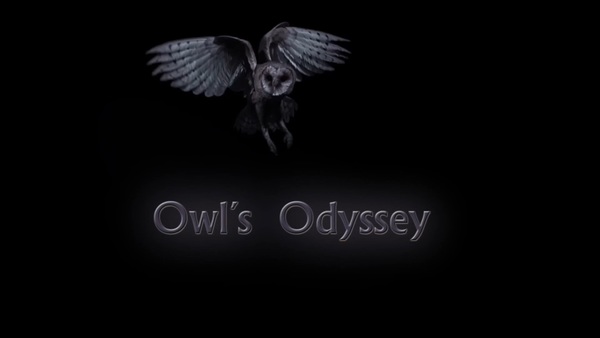 Stiahni si Dokument Universum: Sovia odysea / Universum: Der Flug der Eule / Owl's Odyssey (2013)(SK)[TvRip] = CSFD 76%
