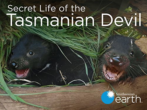 Stiahni si Dokument Tajný život tasmánských čertů / Secret life of the tasmanian devil E01-E02 (2016)(CS)[720p][WebRip] = CSFD 87%