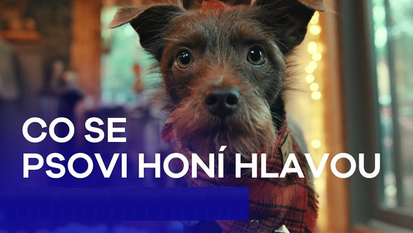 Stiahni si Dokument Co se psovi honí hlavou ● Inside the Mind of a Dog (2024 USA REAL)(1080 24 265 WEB HighQ)(DD+5.1 2xCZ) = CSFD 67%