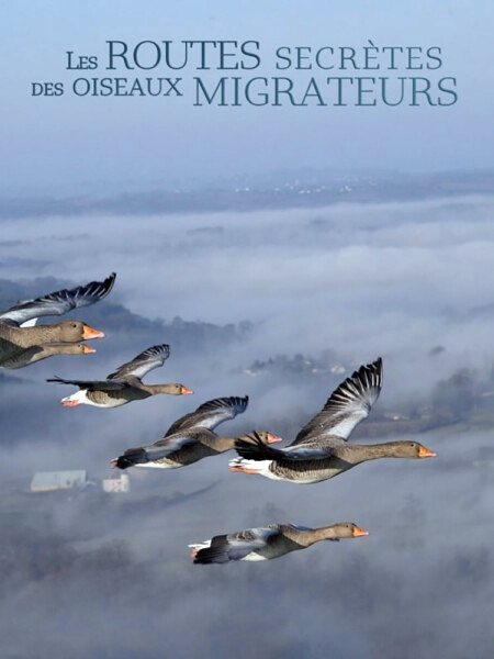 Stiahni si Dokument Tajemné cesty stěhovavých ptáků / Les Routes secrètes des oiseaux migrateurs (CZ)(FR)(2014)(2160px_HD) = CSFD 87%