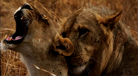 Stiahni si Dokument Láska mezi zvířaty / Love Wild (2024)(CZ)[TvRip][1080p] = CSFD 50%