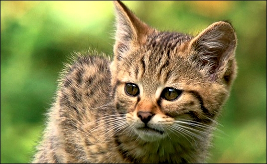 Stiahni si Dokument Nejlepší kočka / Top Cats (2014)(CZ/EN)[TvRip][1080p] = CSFD 86%