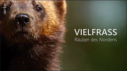 Stiahni si Dokument Rosomák - neústupná matka / Vielfraß - Räuber des Nordens (2022)(CZ)[TvRip][1080p] = CSFD 89%