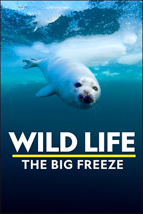 Stiahni si Dokument Jak přežít mráz v divočině / Wild_Life: The Big Freeze (2019)(CZ)[TvRip][1080p] = CSFD 79%