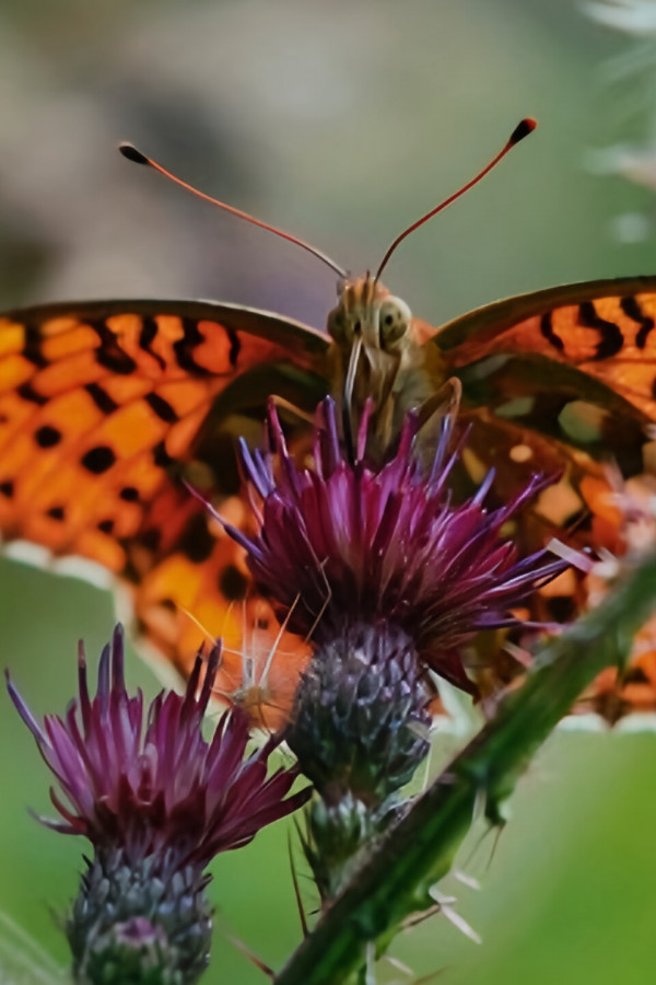 Stiahni si Dokument Pulzující svět / Vivant (2023)(SK)(720p)[TvRip]  = CSFD 97%