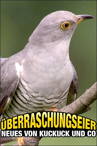 Stiahni si Dokument Kukačka: Vetřelec v hnízdě / Überraschungseier - Neues von Kuckuck und Co  (2017)(CZ)[1080p][TvRip] = CSFD 87%