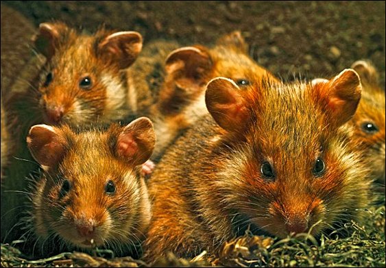 Stiahni si Dokument Hlodavci v akci / Rat Race (2017)(CZ)[TvRip][1080p] = CSFD 84%