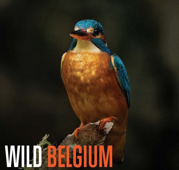 Stiahni si Dokument Divoká Belgie / Onze Natuur (2023)(CZ)[1080p][TvRip]   = CSFD 50%