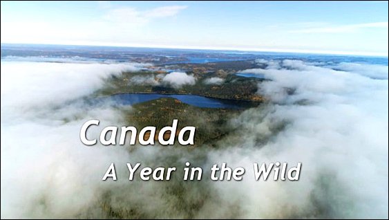 Stiahni si Dokument Kanada: Rok v divočině (2018)(CZ)[TvRip][1080p] = CSFD 88%