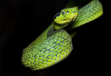 Stiahni si Dokument Nejpodivnější hadi světa / World's Weirdest Snakes (2020)(CZ)[TvRip][1080p] = CSFD 50%