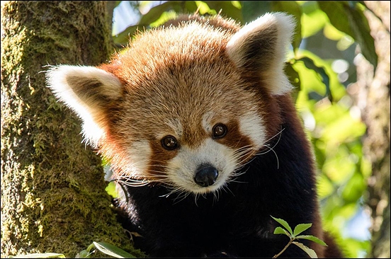 Stiahni si Dokument Panda červená: Himálajské tajemství  / Universum: Nepals Regenwälder - Im Reich des Roten Pandas (2017)(CZ)[TvRip][1080p] = CSFD 67%