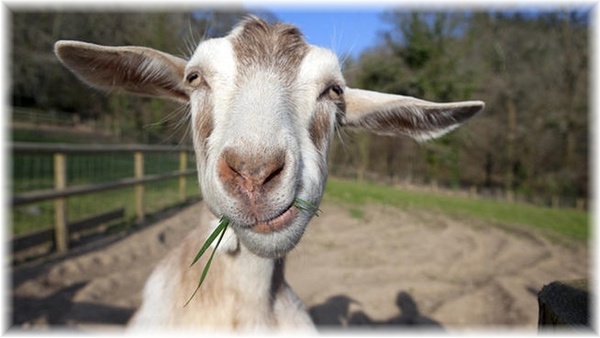 Stiahni si Hry na Windows Goat Simulator [v 1.5.58533 + 4 DLC] (2014)