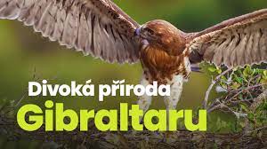 Stiahni si Dokument Divoká příroda Gibraltaru / Wild Gibraltar (2013)(CZ,EN)[HDTV][1080i] = CSFD 73%