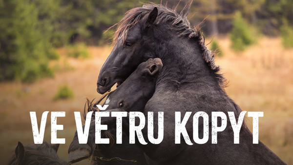 Stiahni si Dokument Ve větru kopyt  (2017)(CZ)[1080p][WEB-DL] = CSFD 87%