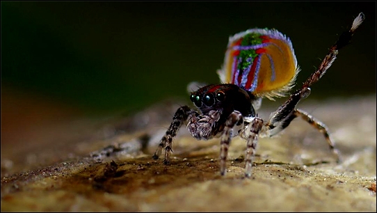 Stiahni si Dokument Svet prirody - Miniaturni hrdinove v prirode / Nature's Miniature Miracles (2017)(CZ)[TvRip][1080p] = CSFD 87%