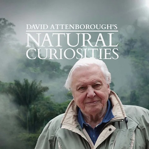 Stiahni si Dokument David Attenborough's Natural Curiosities / Prírodné kuriozity Davida Attenborougha (2013-2017)[1080p][HEVC] = CSFD 88%