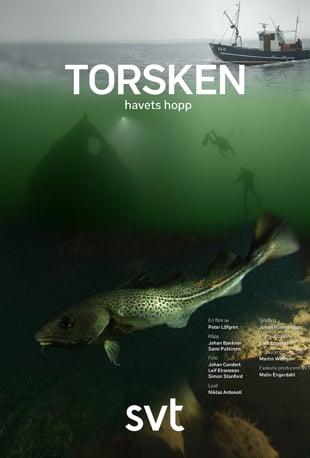 Stiahni si Dokument Treska - nadej Baltskeho mora / Torsken - havets hopp (2019)(SK)[TVRip][720p]
