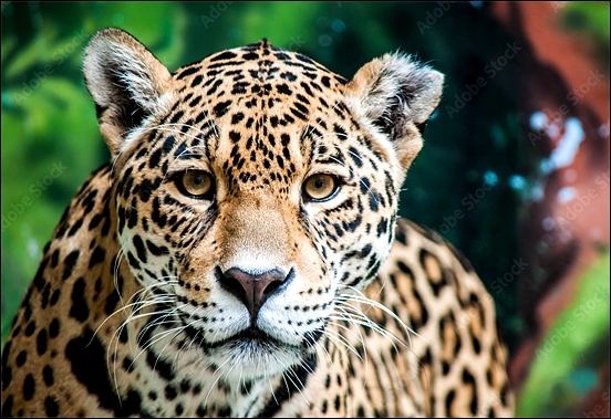 Stiahni si Dokument Stárnoucí jaguár / Reigning Supreme - Jaguar (2016)(CZ/EN)[TvRip][1080p] = CSFD 78%