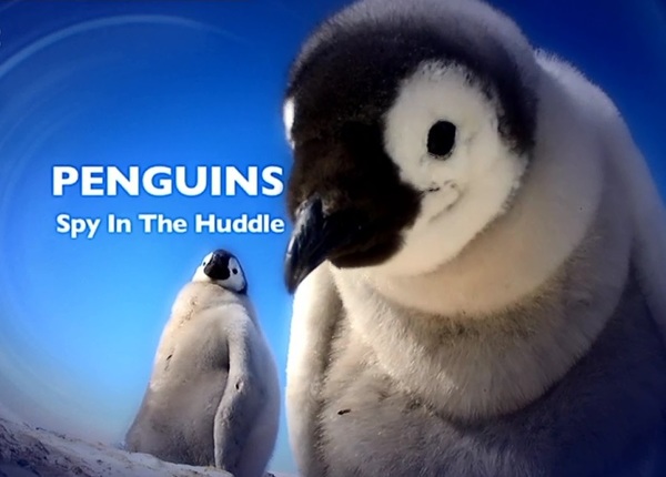 Stiahni si Dokument Tucnaci - zivot z blizka / Penguins - Spy in the Huddle (2013)(CZ)[WebRip] = CSFD 89%