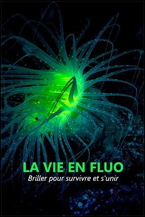 Stiahni si Dokument Odhalená tajemství fluorescence / La vie en fluo E01-E02 (2025)(CZ)[TvRip][1080p] = CSFD 70%