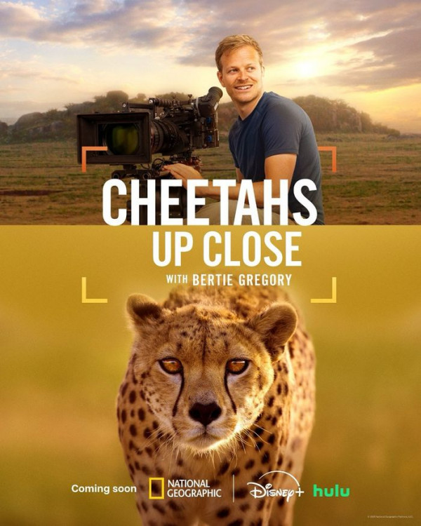 Stiahni si Dokument Gepardi zblízka s Bertiem Gregorym / Cheetahs Up Close with Bertie Gregory (2025)(EN, tit.SK)[2160p] = CSFD 50%