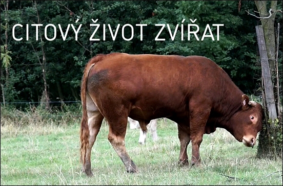 Stiahni si Dokument Nedej se!: Citový život zvířat (2019)(CZ)[TvRip][1080p] = CSFD 64%