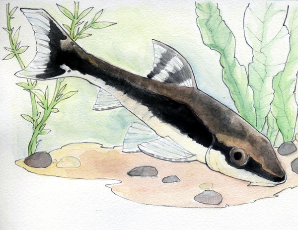 Stiahni si Ostatní Akvariove rybky - Akvarijni rybky - Prisavnik jednopruhy - Krunyrovec jednopruhy (Otik) - Otocinclus affinis