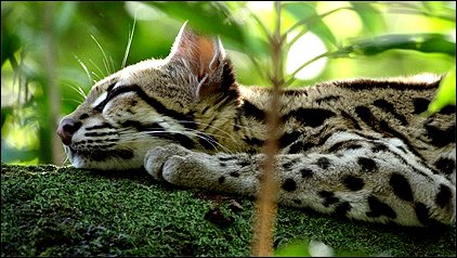 Stiahni si Dokument Ocelot a já / Ocillas letzte Chance (2019)(CZ)[TvRip][1080p] = CSFD 81%
