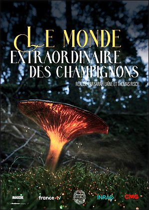 Stiahni si Dokument Fascinujúci svet húb / Le monde extraordinaire des champignons (2024)(SK)[TvRip][1080p] = CSFD 50%