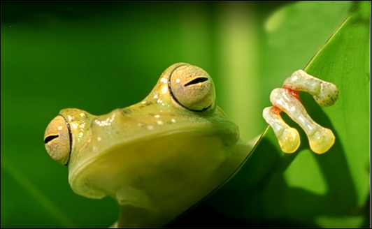 Stiahni si Dokument Biomimikry / Biomimicry (2015)(CZ)[TvRip][1080p] = CSFD 84%