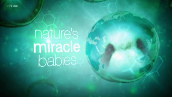 Stiahni si Dokument Zazracna mladata / Nature's Miracle Babies (CZ)(2011)[WebRip]