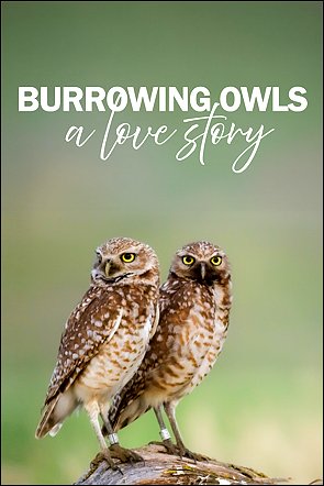 Stiahni si Dokument V noře sýčka králičího / Burrowing Owls: A Love Story (2025)(CZ)[TvRip][1080p] = CSFD 50%
