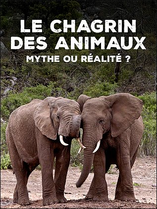 Stiahni si Dokument Když zvířata truchlí / Le Chagrin des animaux: Mythe ou réalité ? (2025)(CZ)[TvRip][1080p] = CSFD 77%