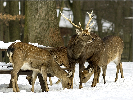 Stiahni si Dokument Svět jelenovité zvěře / Hirsche - Eine schrecklich nette Familie (2019)(CZ/EN)[TvRip][1080p] = CSFD 86%