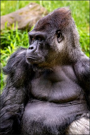Stiahni si Dokument Gorily zblízka / Gorillas hautnah (2022)(CZ)[TvRip][1080p] = CSFD 73%