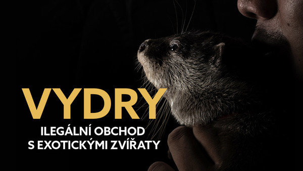 Stiahni si Dokument Vydry - ilegální obchod s exotickými zvířaty / Otters and the Exotic Pet Trade (2019)(CZ)[1080p][WebRip] = CSFD 62%