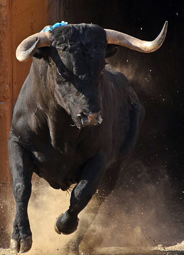 Stiahni si Ostatní Býk a ukážková elegancia ľudskej tuposti - Virálne videá (2025)