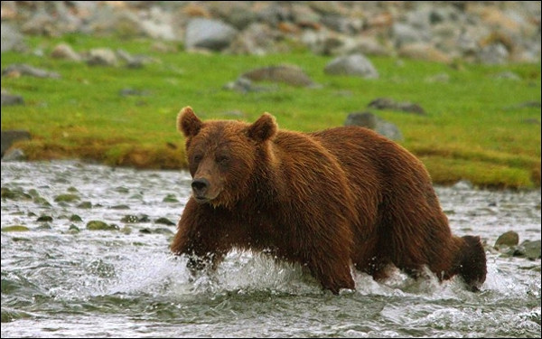 Stiahni si Dokument Amur: Asijská Amazonka (2015)(CZ)[TvRip][1080p] = CSFD 81%