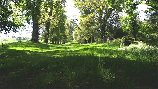 Stiahni si Dokument Tajemný svět stromů / The Secret World of Trees (2016)(CZ)[TvRip][1080p] = CSFD 69%