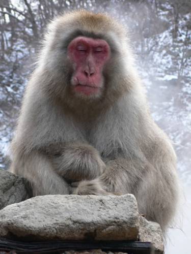 Stiahni si Dokument Snezne opice / Natural World: Snow Monkeys (2008)(CZ)[TVRip] = CSFD 82%