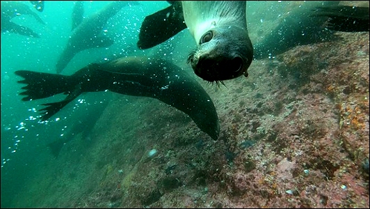 Stiahni si Dokument Do světa se Celine Cousteau / L’Aventure continue avec Céline Cousteau (2018)(CZ/EN)[TvRip][1080p] = CSFD 77%