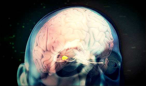 Stiahni si Dokument Mozek a příroda / Natura (2018)(CZ)[TvRip][1080p] = CSFD 75%