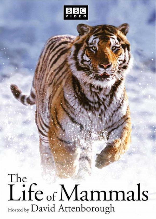 Stiahni si Dokument Život cicavcov E10 / The Life of Mammals E 10 (2002)(CZ/EN) 