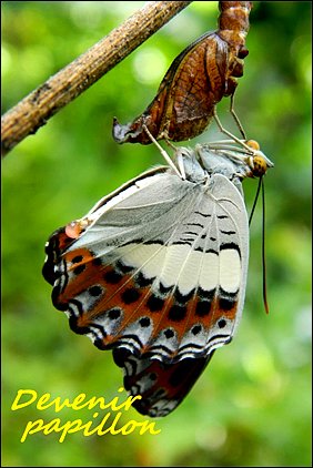 Stiahni si Dokument Stát se motýlem / Devenir papillon (2021)(CZ)[TvRip][1080p] = CSFD 84%