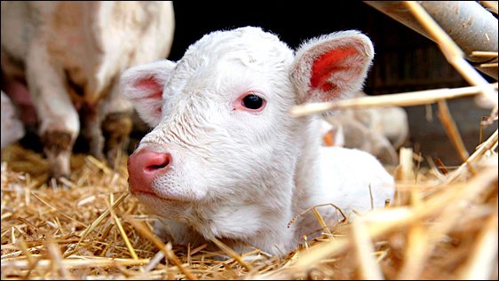 Stiahni si Dokument Byla jednou jedna krava (2017)(CZ/FR)[TvRip][1080p] = CSFD 77%