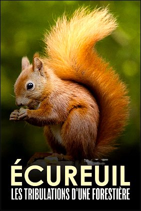 Stiahni si Dokument Paní veverka - dobrodružství tisíce a jednoho oříšku / Écureuil : Les tribulations d'une forestière (2022)(CZ)[TvRip][1080p] = CSFD 86%