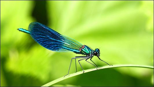 Stiahni si Dokument Říše hmyzu / Die Sieger mit 6 Beinen (2017)(CZ)[TvRip][1080p] = CSFD 77%