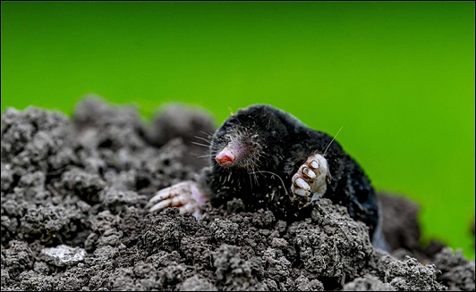 Stiahni si Dokument Příběhy z podzemí  / Abenteuer Erde: Alarm im Garten - Neues von Maulwurf & Co (2018)(CZ)[TvRip][1080p] = CSFD 89%