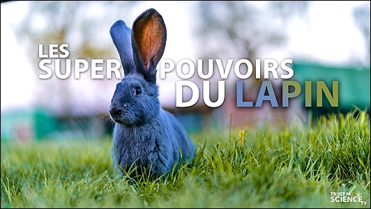 Stiahni si Dokument Překvapující svět králíků / Les Super Pouvoirs du lapin (2018)(CZ/EN)[TvRip][1080p] = CSFD 83%