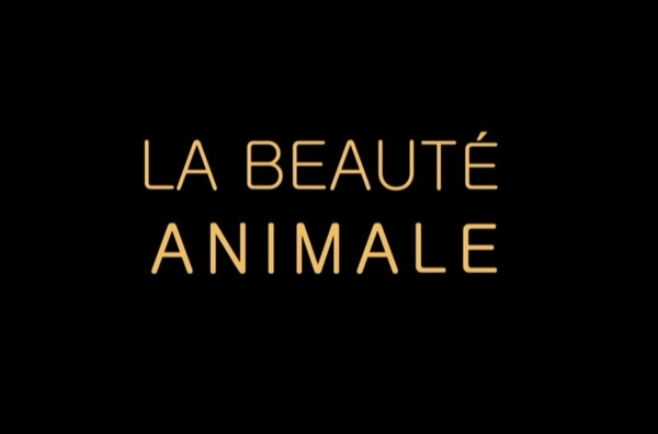 Stiahni si Dokument Krasa fauny / La Beaute animale (2012)(CZ)[WebRip][720pLQ] = CSFD 83%